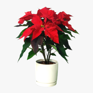 Euphorbia pulchrrima poinsettia 1 1