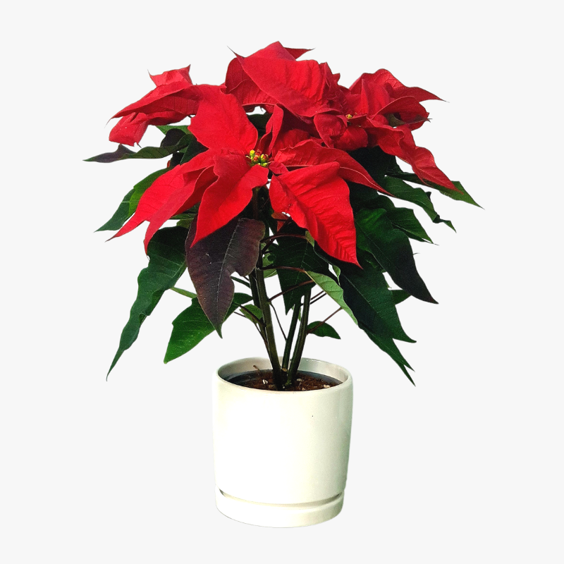 Poinsettia delivered online