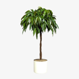 Ficus Amstel King Tree