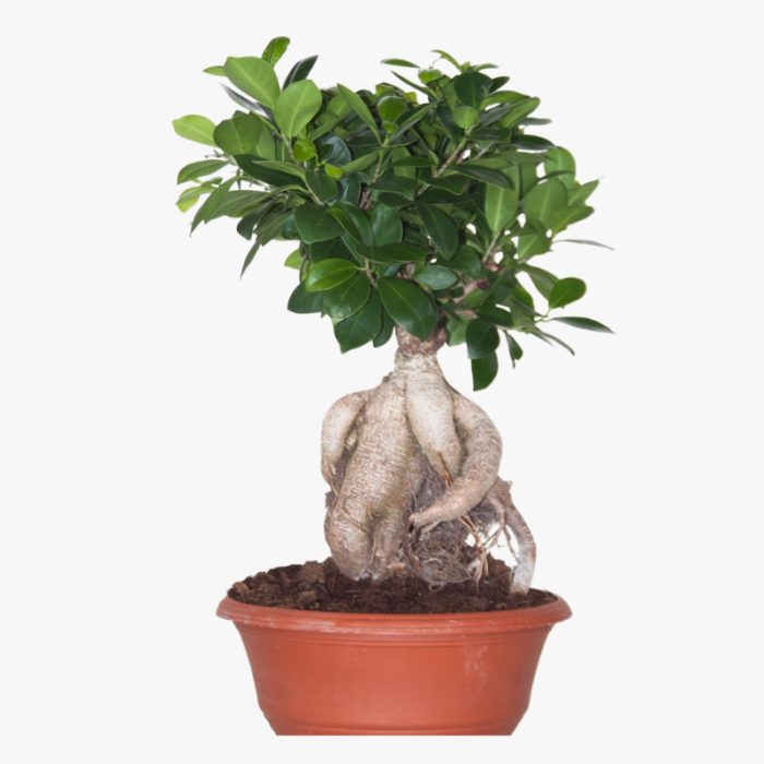 Ficus Microcarpa Ginseng 3000gram