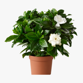 Gardenia Jasminoides Cape Jasmine