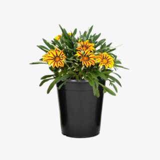 Gazania-Rigens-Flower