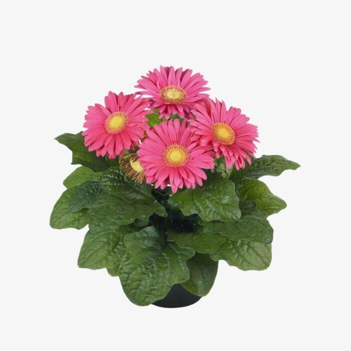 Gerbera dark pink