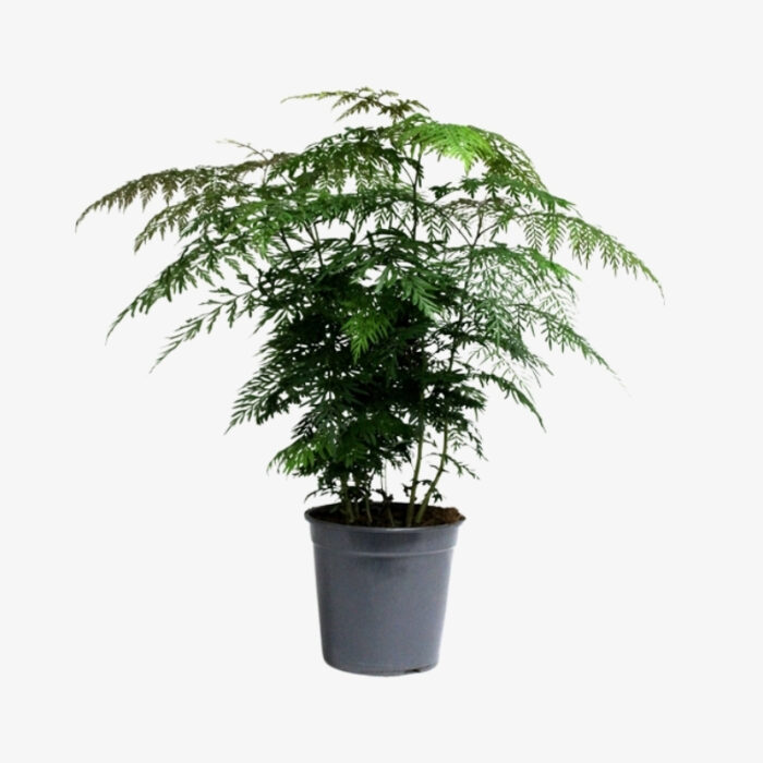 Grevillea Robusta 17L