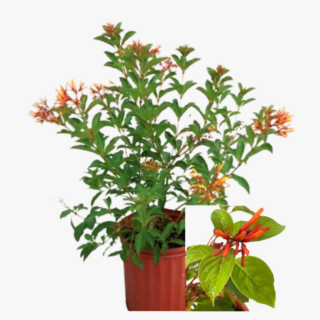 Hamelia-Patens-Plant