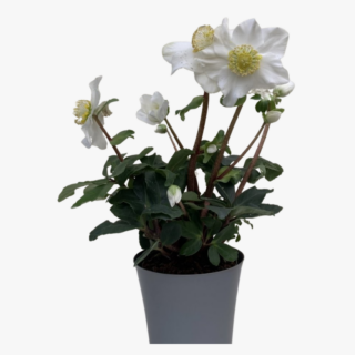 Helleborus Niger Christmas Rose