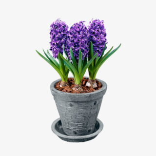 Hyacinthus orientalis p