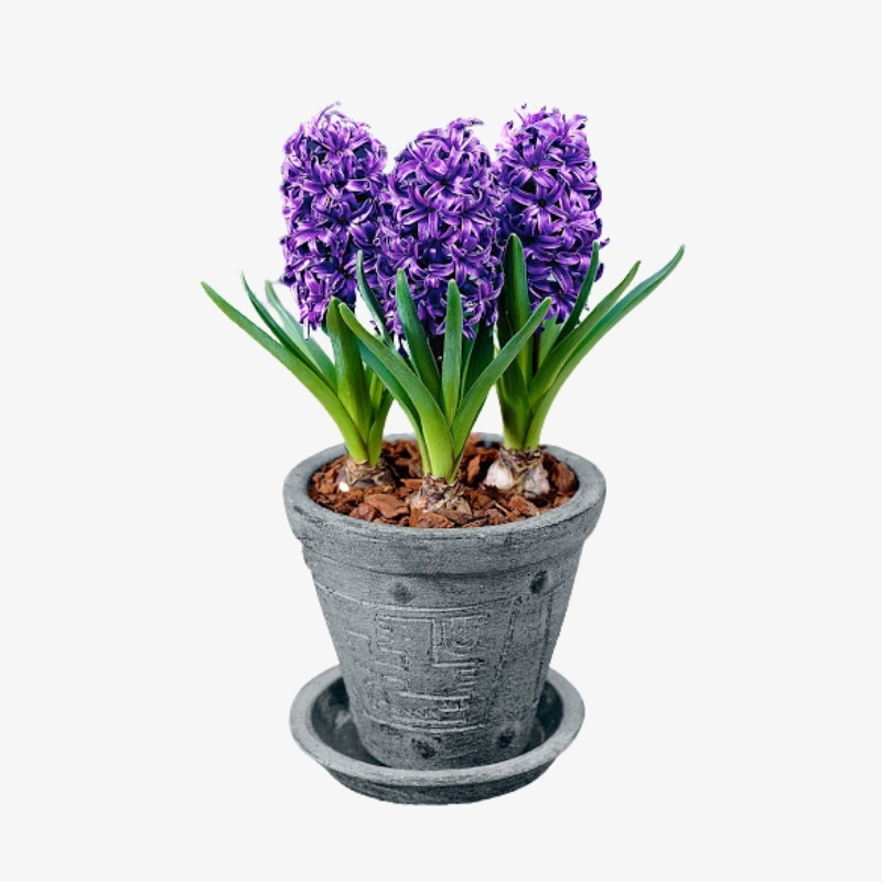 Hyacinth plant discount