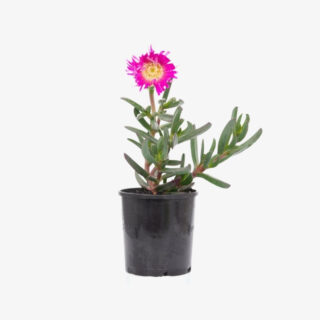 Ice-Plant-Flower