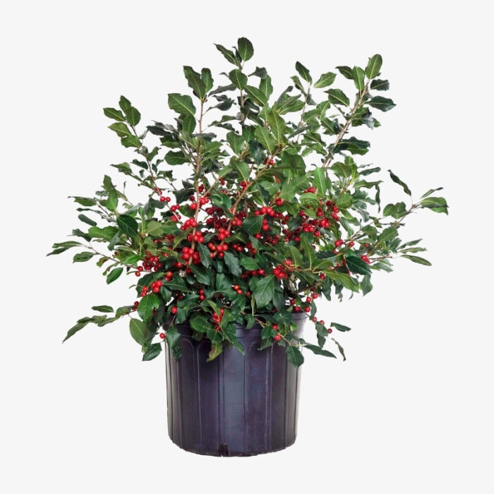 Ilex Verticillata