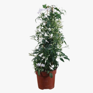 Jasminum-Grandiflorum-flower