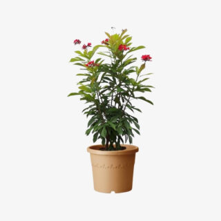 Jatropha-Integerrima-plant