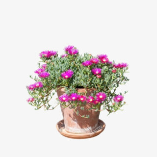 Lampranthus Spectabilis 1