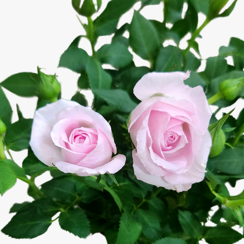 Light Pink Rose FLower