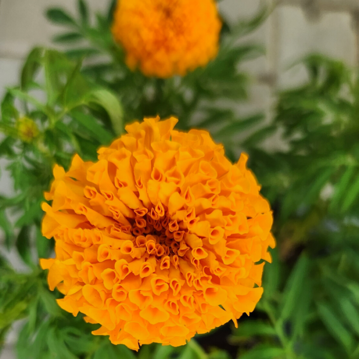 Marigold Calendula flower 1 1