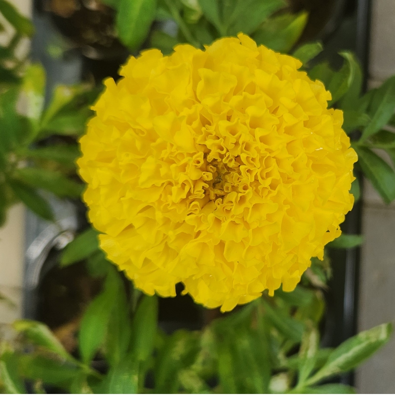 Marigold Calendula flower 3