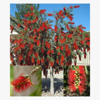 Melaleuca Viminalis Flowering Plant Tree