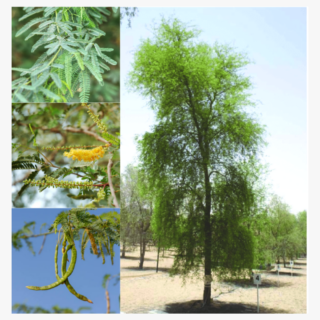 National Tree Of UAE Prosopis Cineraria Ghaf