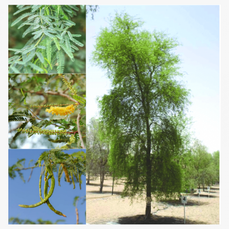 Prosopis Cineraria (Ghaf Tree) Buy UAE's National Tree Online
