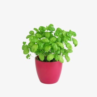 Great-Basil-plant