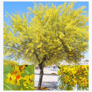 Parkinsonia Aculeata 1