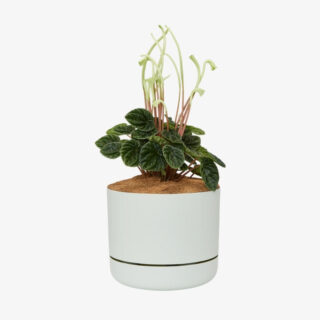 Peperomia caperata Lilian