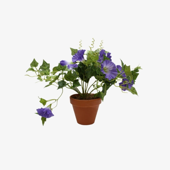 Petunia: Vibrant Flowering Plant for Your Outdoor Garden
