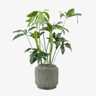 Philodendron Fun Bun Green Wonder