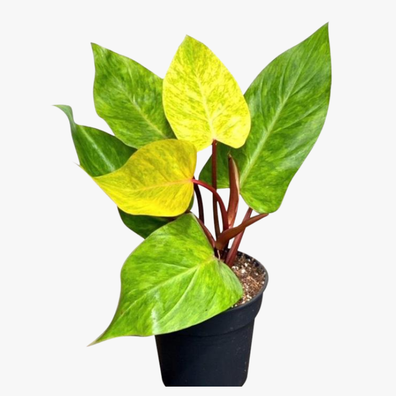 Philodendron Painted Lady Bright Leaf Aroid Hala