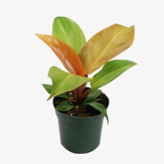 Philodendron Prince of Orange