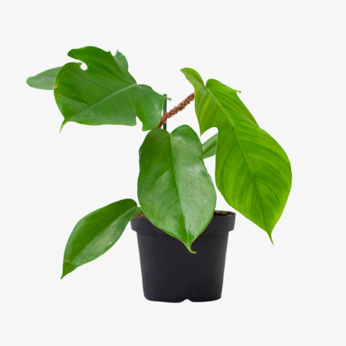 Philodendron Squamiferum Pedatum