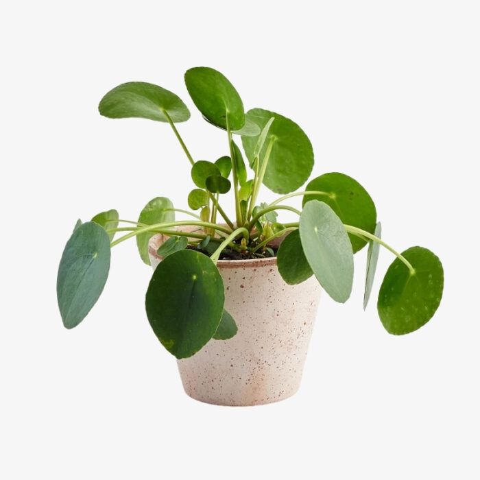 Pilea peperomioides