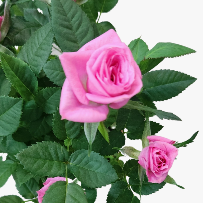 Pink Rose Indoor