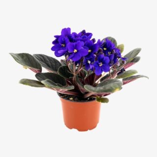Saintpaulia African Violet