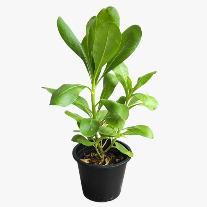 Scaevola taccada Plant