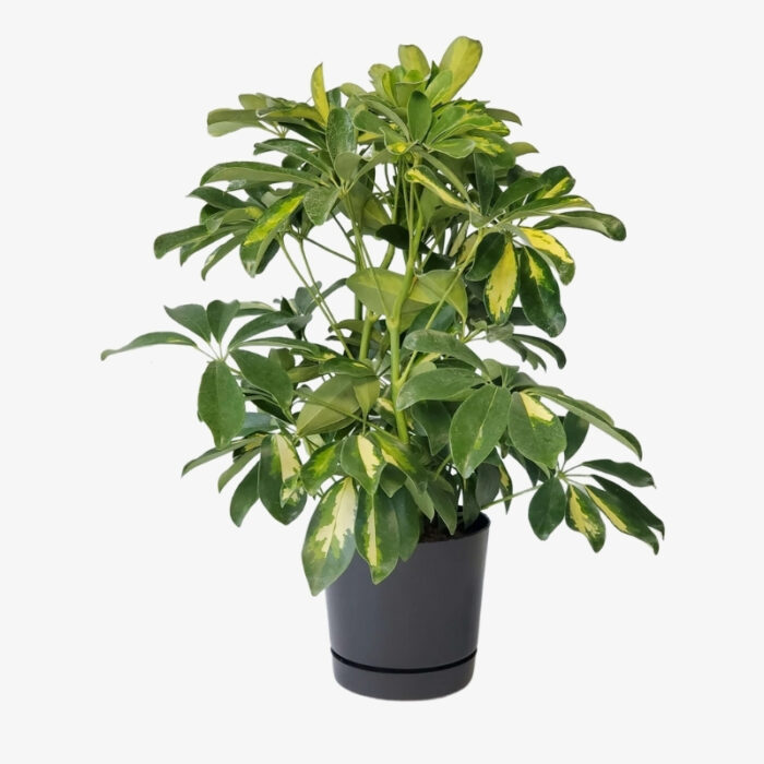 Schefflera arboricola Gold Capella L