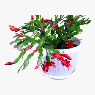 Schlumbergera Red Plant