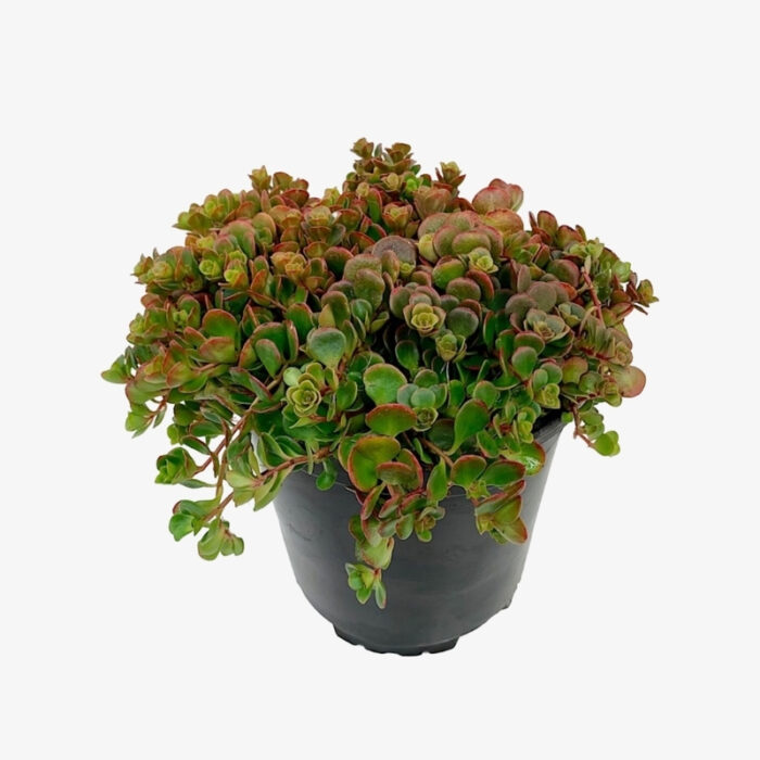 Sedum tetractinum Coral Reef