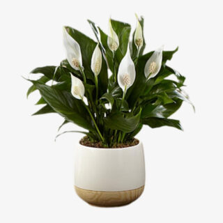 Spathiphyllum