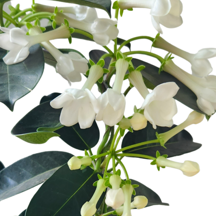 Stephanotis Floribunda flowers