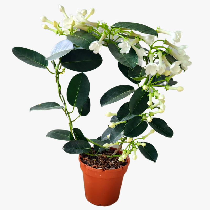 Stephanotis Floribunda