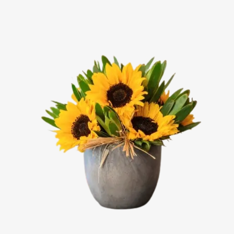 Sunflower Helianthus Hala Plants UAE Biggest Online Retailer of