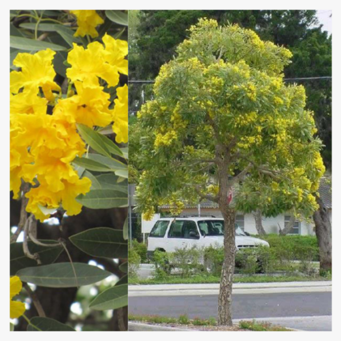 Tabebuia Argentea 2