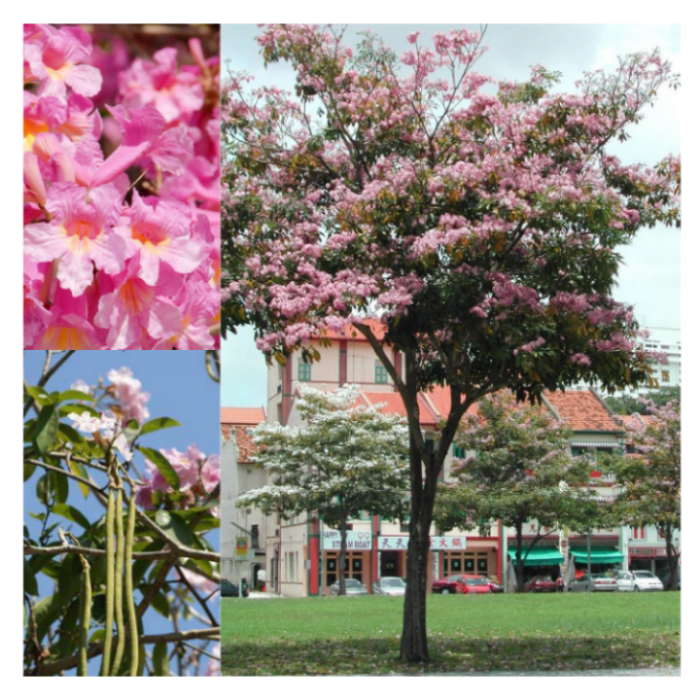 Tabebuia Rosea 1