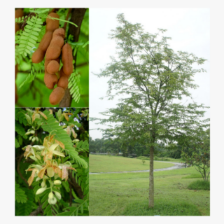 Tamarind Tree 1