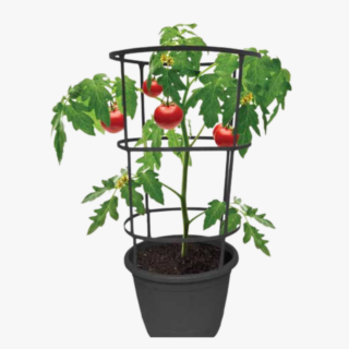 Tomato Solanum Lycopersicum 2