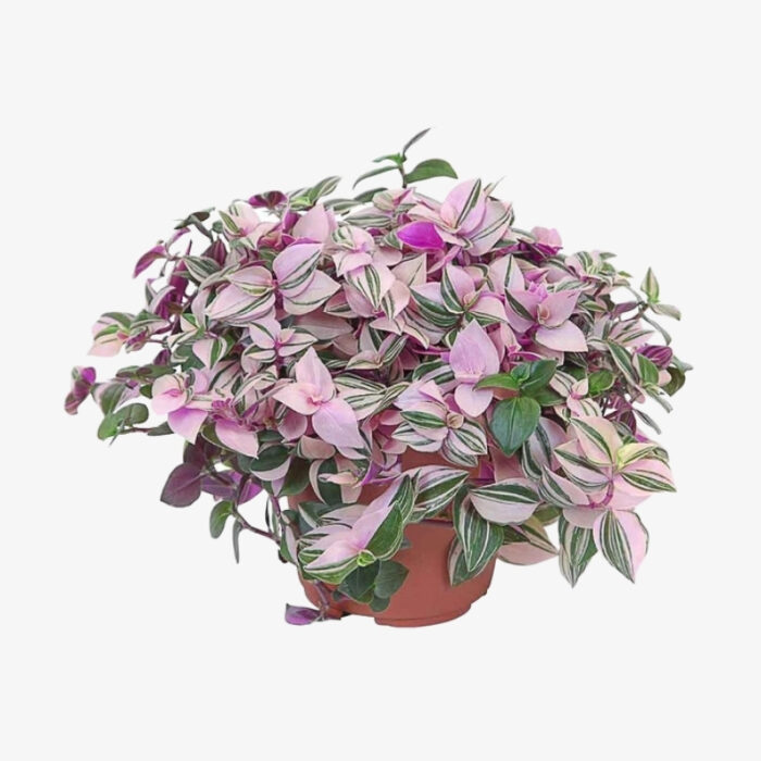 Tradescantia fluminensis quadricolor