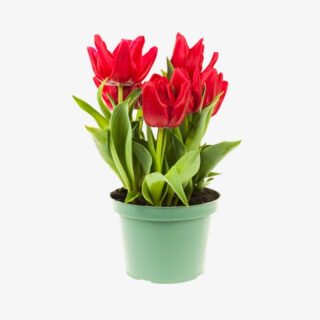 Tulips Flowers Plant