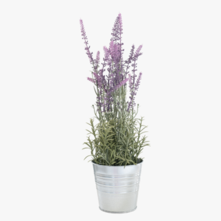 Lavandula angustifolia (English Lavender)