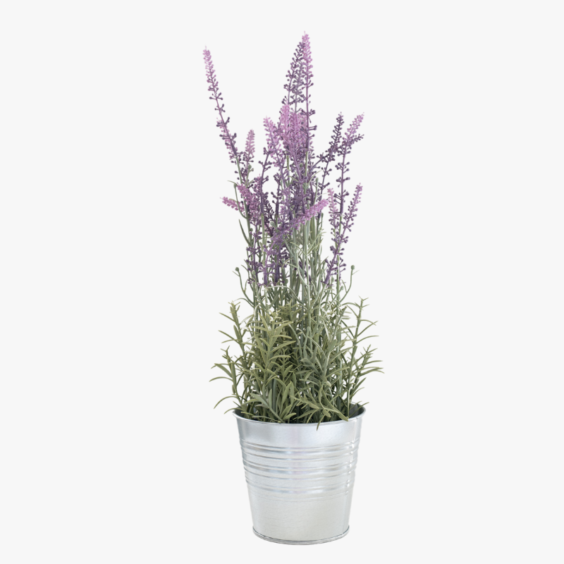 Lavender plants on sale near me